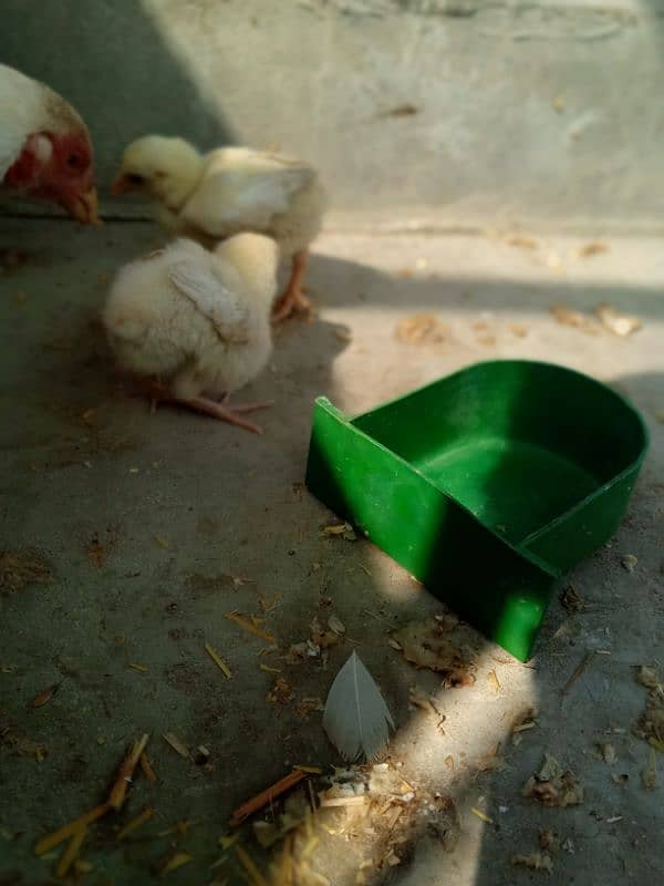 Top Quality Heera And Lasani Chick's For Sale 10