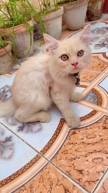 Persian kitten double coat well trained with all accessories 0