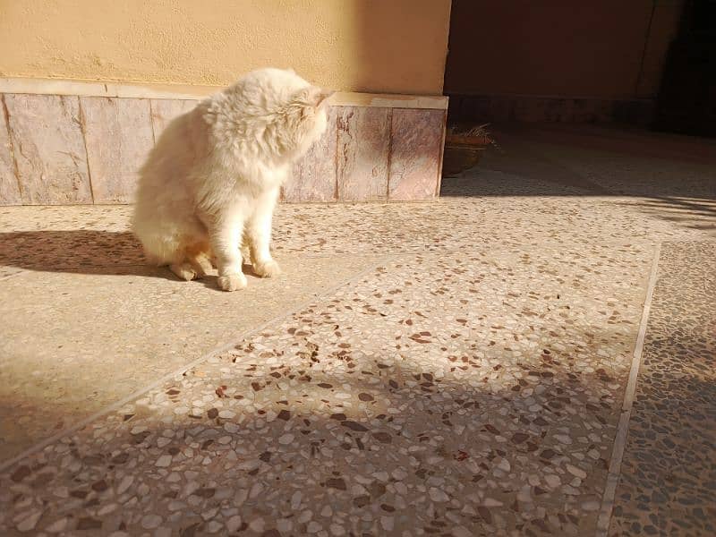 Persian cat 2