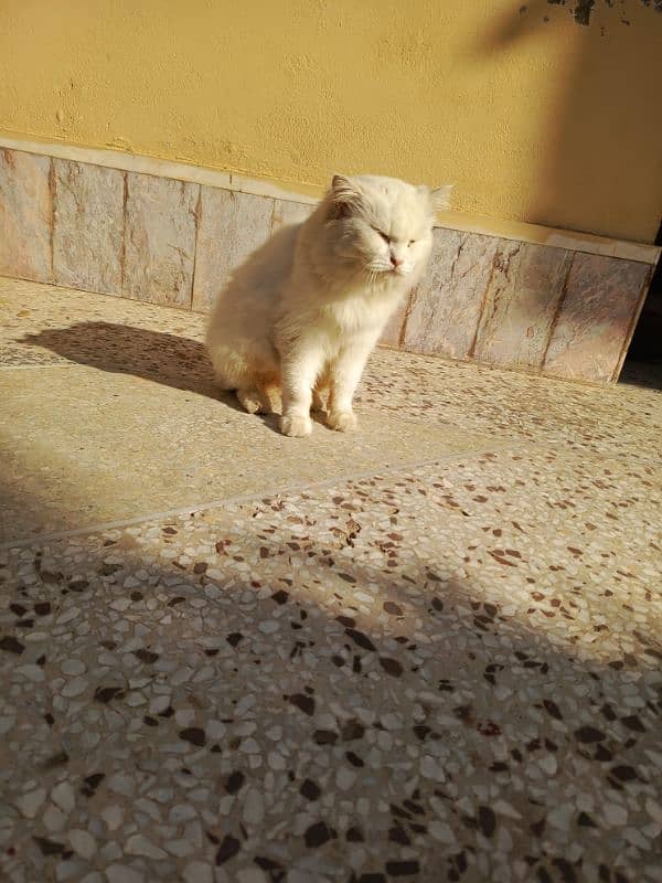 Persian cat 3