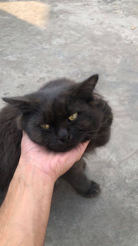 Persian cat black 0