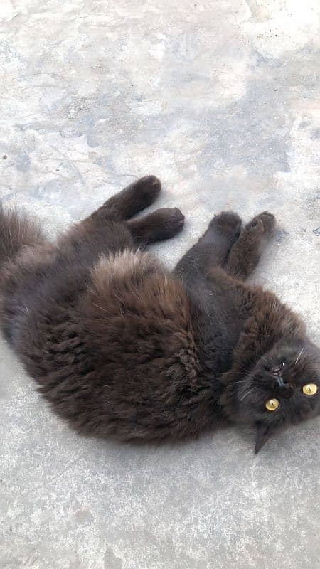 Persian cat black 1