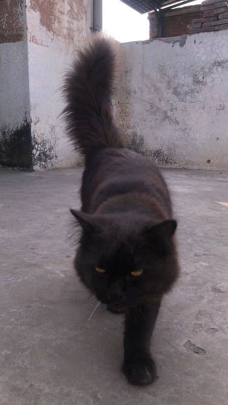 Persian cat black 2