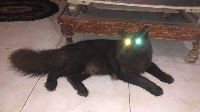 Persian cat black 3