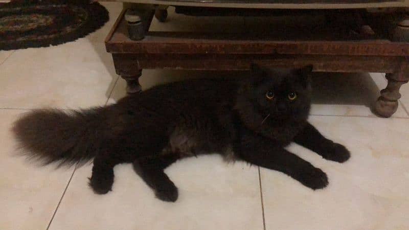 Persian cat black 4