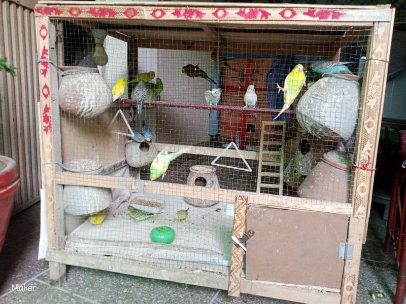 10 parrots pair urgent sale 0