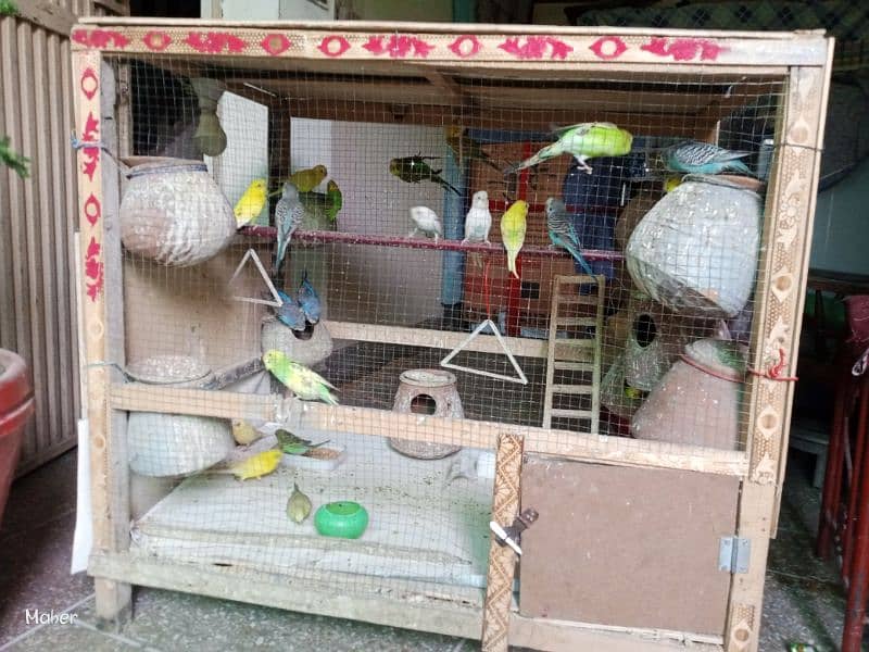 10 parrots pair urgent sale 1