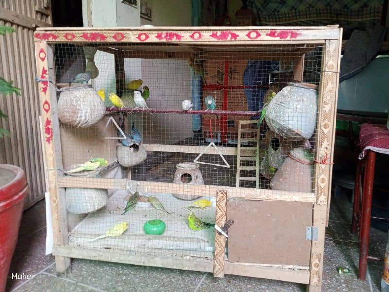 10 parrots pair urgent sale 2