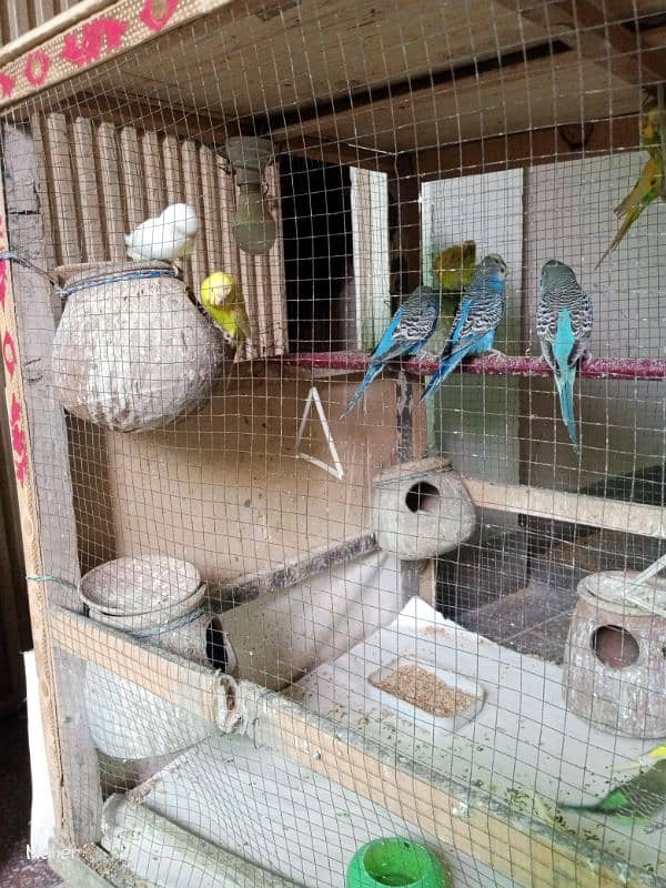 10 parrots pair urgent sale 3