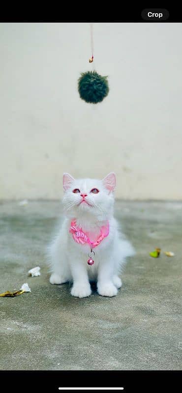 White persian kitten 0