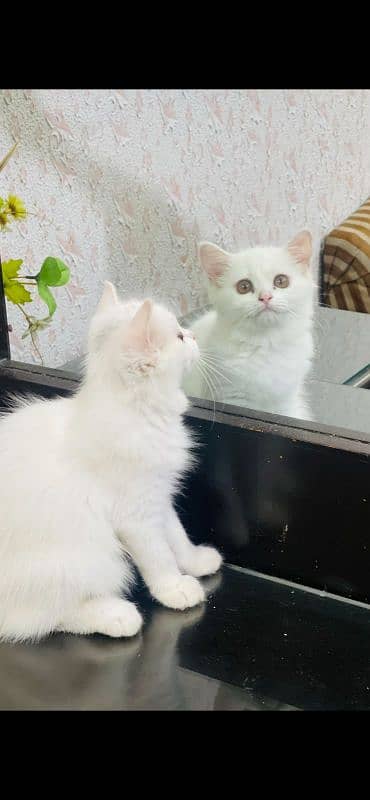 White persian kitten 1