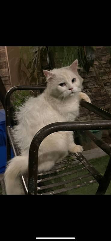 presian long coat cat blue eyes available  for sale active nd healthy 0