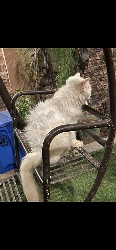 presian long coat cat blue eyes available  for sale active nd healthy 1