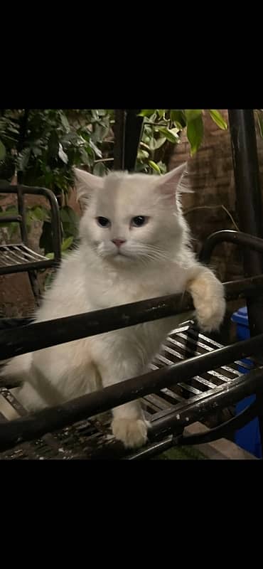 presian long coat cat blue eyes available  for sale active nd healthy 2