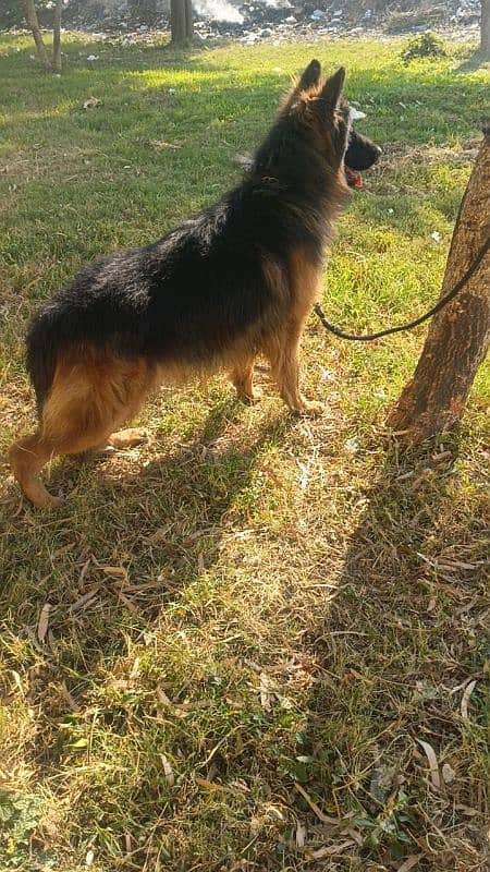 German Shepherd Long Cot conform stud Male 1