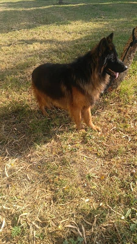 German Shepherd Long Cot conform stud Male 2