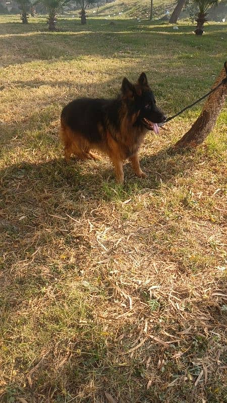 German Shepherd Long Cot conform stud Male 5