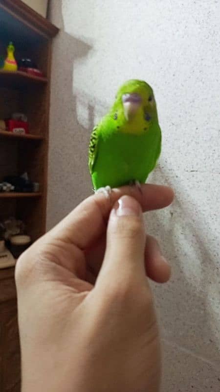 2 handtamed budgies for sale full friendly no bitting only 1300 RS 0