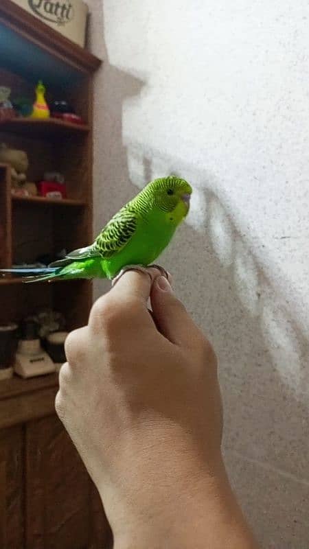 2 handtamed budgies for sale full friendly no bitting only 1300 RS 1