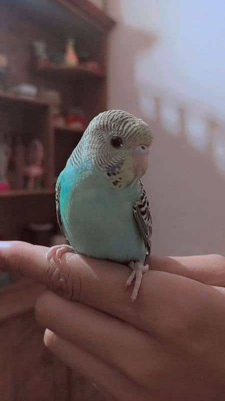 2 handtamed budgies for sale full friendly no bitting only 1300 RS 2