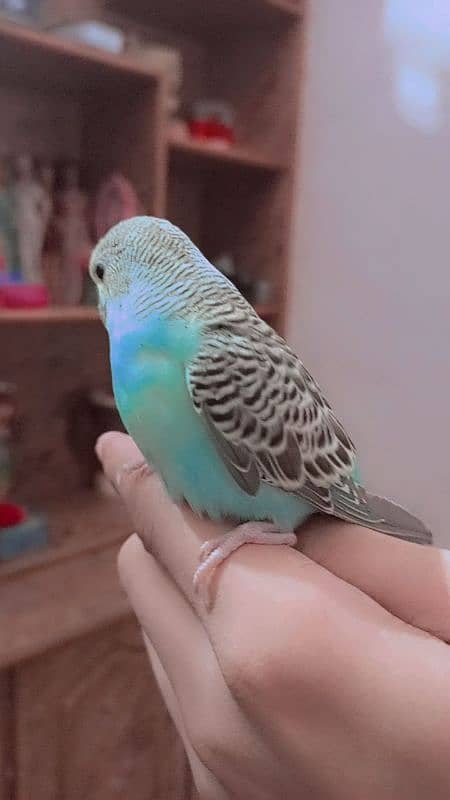 2 handtamed budgies for sale full friendly no bitting only 1300 RS 3