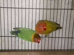 lovebird pair for sale in Multan