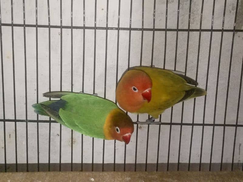 lovebird pair for sale in Multan 0