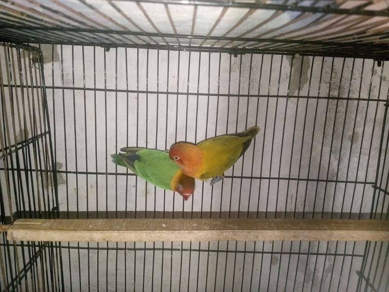 lovebird pair for sale in Multan 1