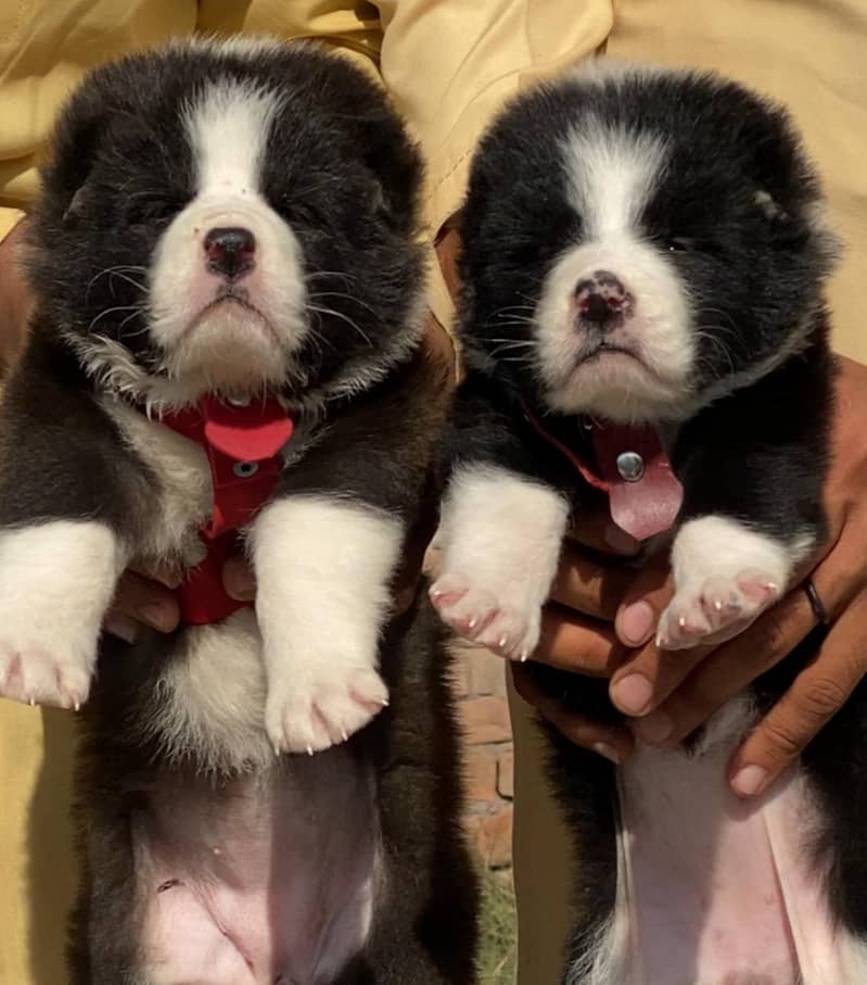 Alabai dog | King Alabai pair | security dog for sale | Alabai Breed 0