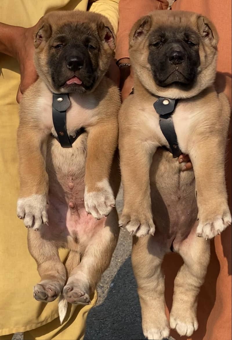 Kurdish kangal Puppies | security dog for sale 0