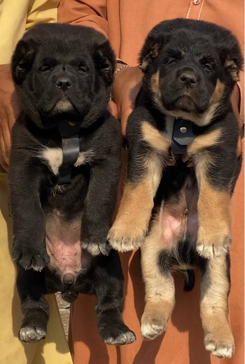 Alabai dog | King Alabai pair | security dog for sale | Alabai Breed 0