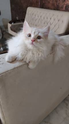 Persian kitten |Persian cat | triple coated kitten | doll face kittens