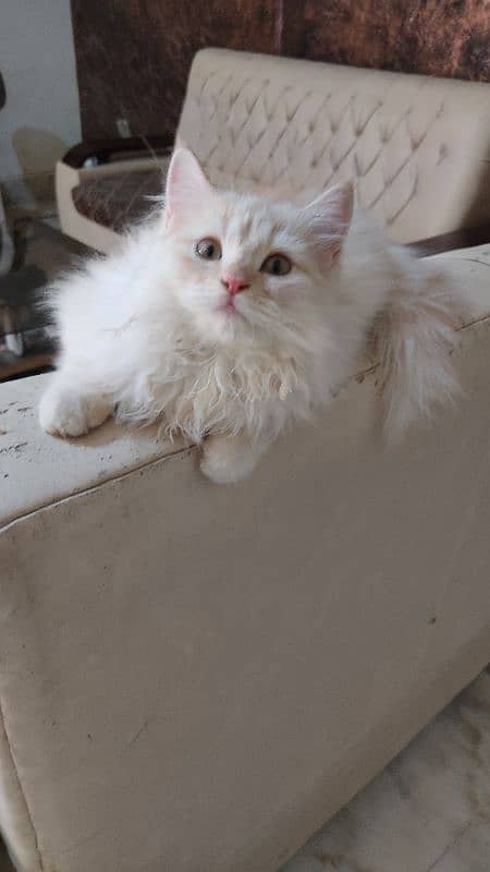 Persian kitten |Persian cat | triple coated kitten | doll face kittens 0