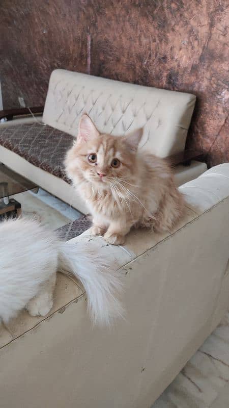 Persian kitten |Persian cat | triple coated kitten | doll face kittens 1