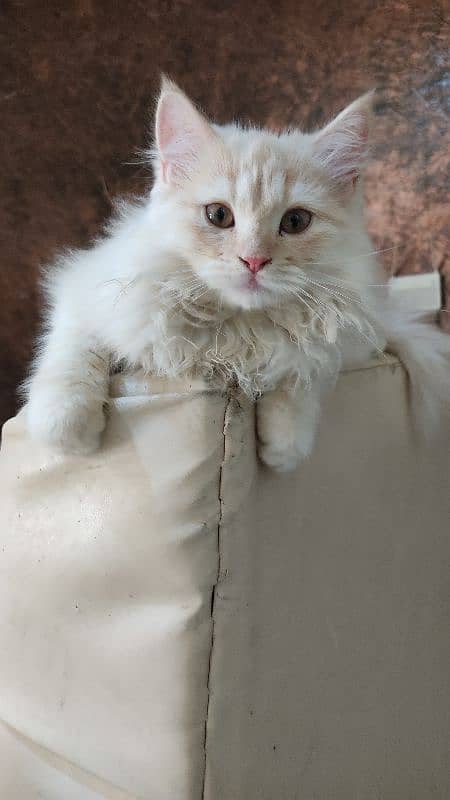 Persian kitten |Persian cat | triple coated kitten | doll face kittens 3