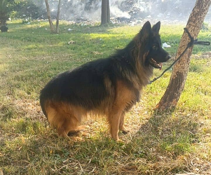 German Shepherd Long Cot conform stud Male 0