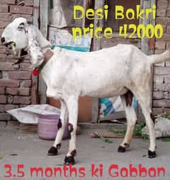 Desi Bakri Gabban