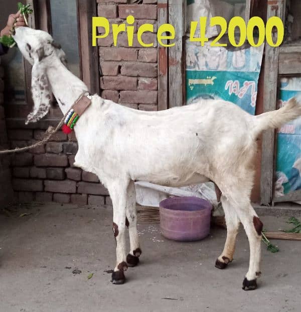 Desi Bakri Gabban 3