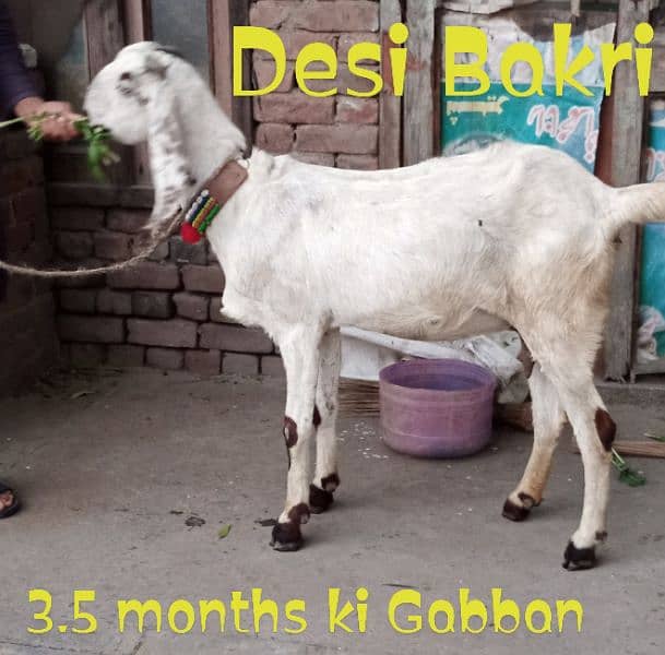 Desi Bakri Gabban 4