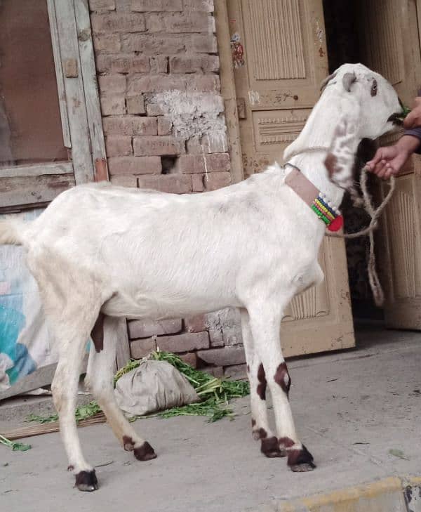 Desi Bakri Gabban 5