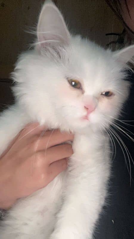 persian female kitten fully trained 2