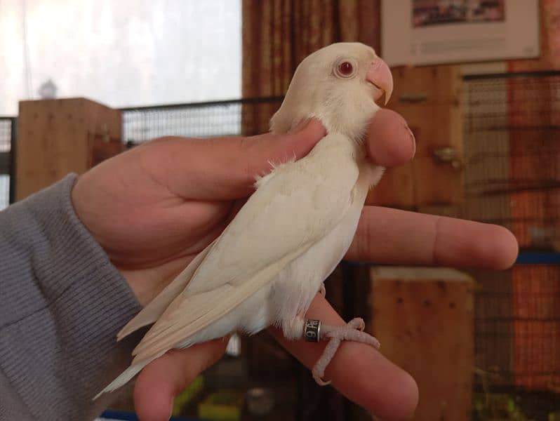 Albinos, Creminos & Parblue/pf/Opaline Male with DNA 0