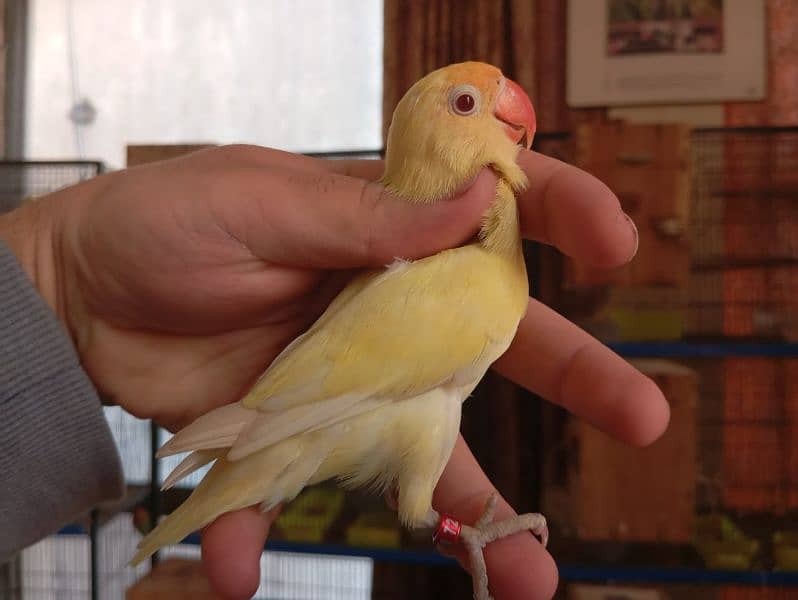 Albinos, Creminos & Parblue/pf/Opaline Male with DNA 1