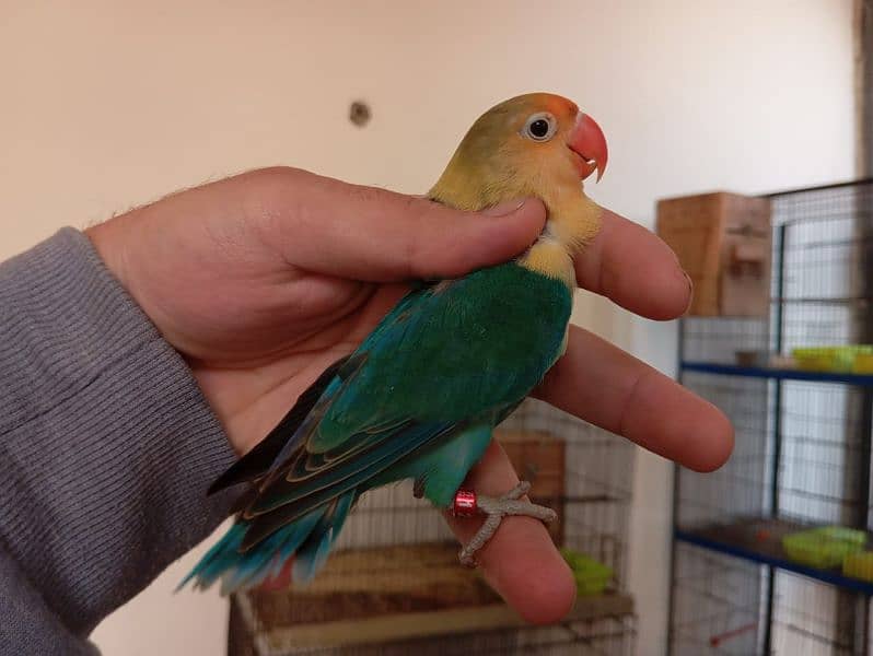 Albinos, Creminos & Parblue/pf/Opaline Male with DNA 2