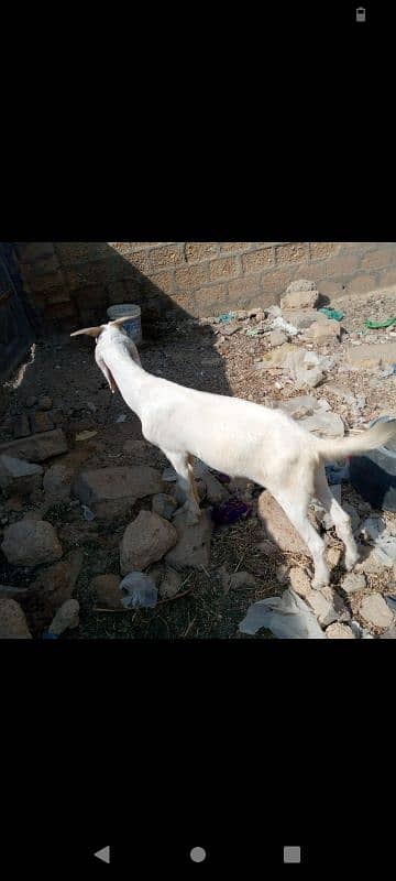 goat for sale 1