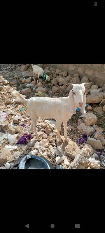 goat for sale 2