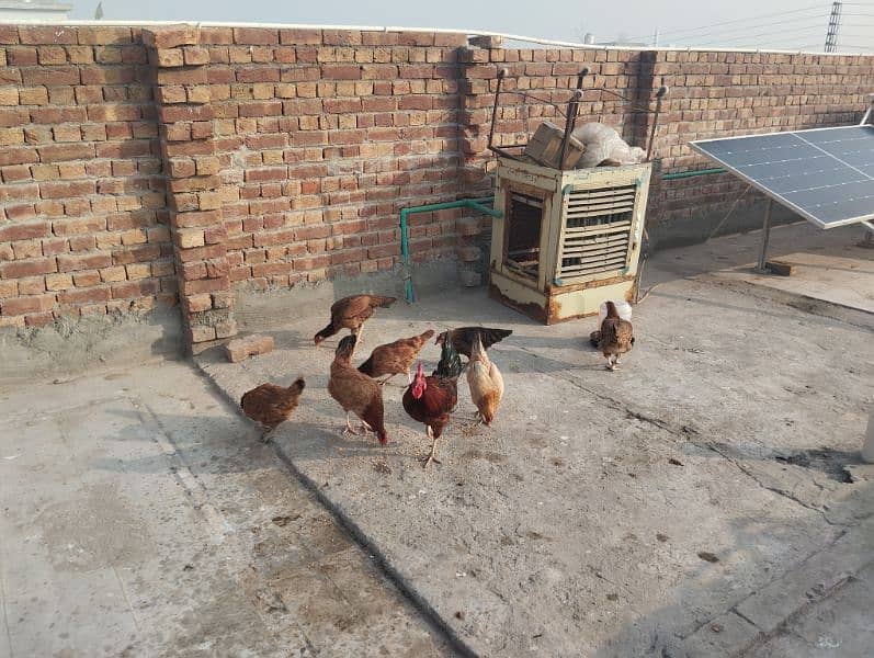 Desi Hens + moveable Cage 2