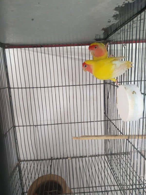 lutino lovebird pair 0