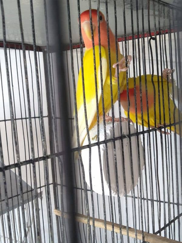 lutino lovebird pair 1