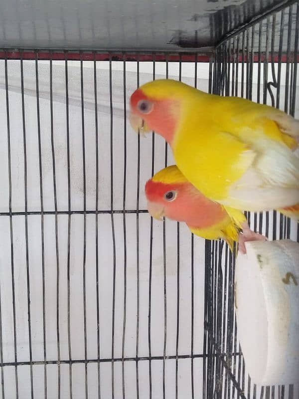 lutino lovebird pair 2